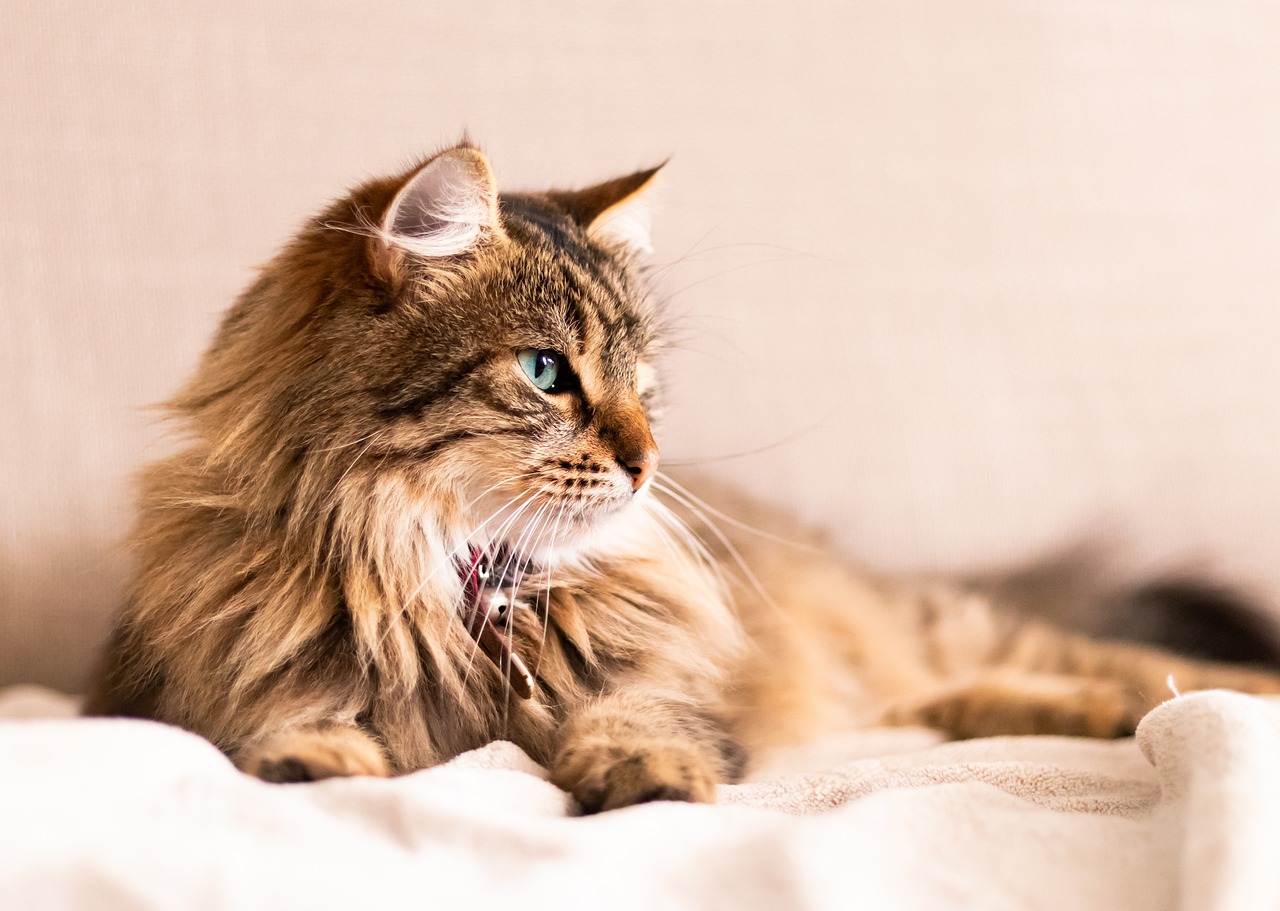 How to Recognize and Manage Common Pet Illnesses